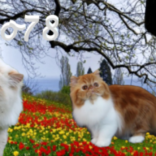 27f1fd49141cfac9a1fe05c9a987c23a
